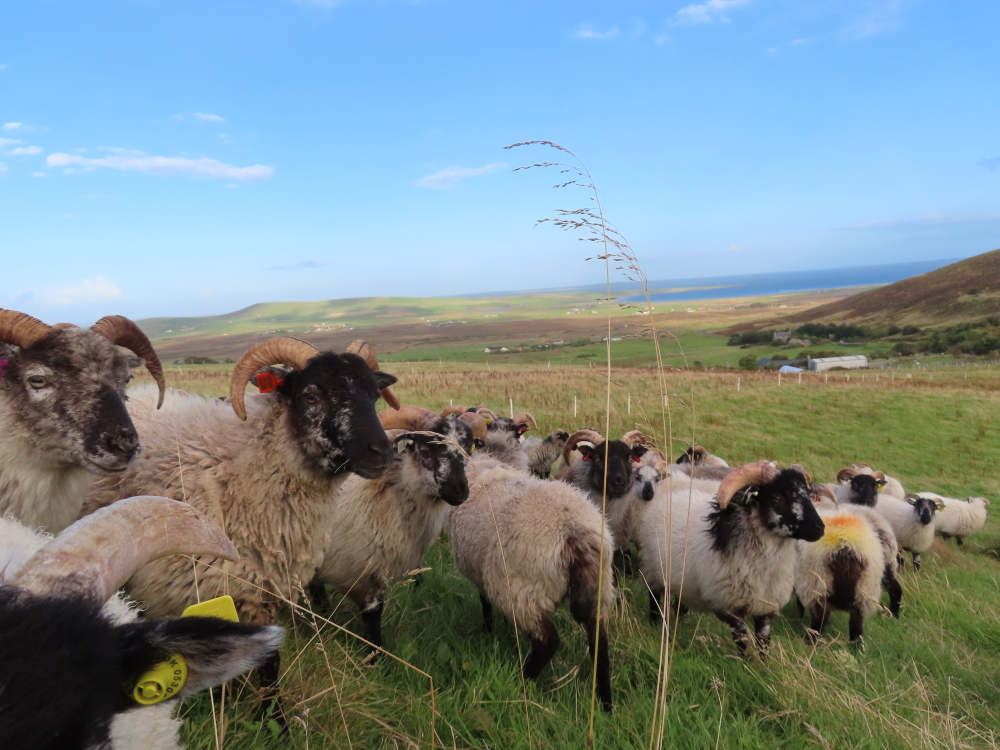 Orkney Boreray sheep in top field